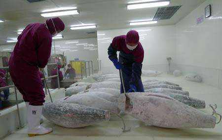 貯存金槍魚的零下60度超低溫冷庫(kù)